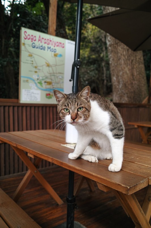 嵐山モンキーパーク入り口にいた猫