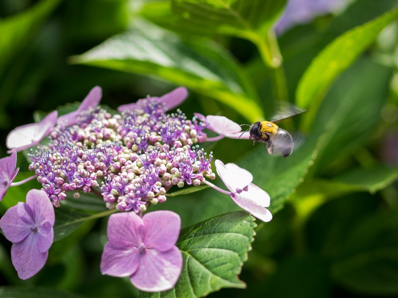 紫陽花とクマバチ
