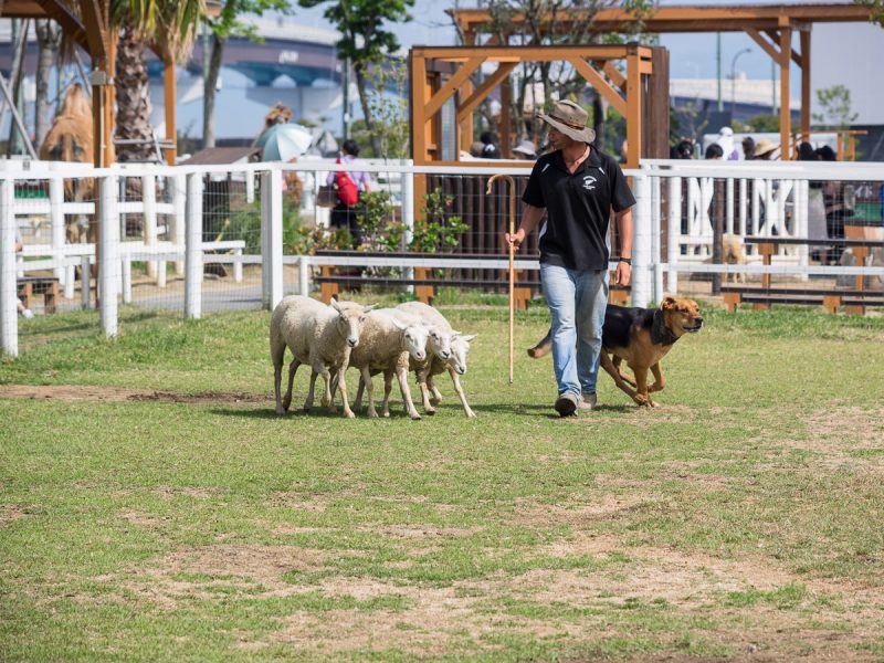 羊飼いイメルとニュージーランドハンタウェイ（犬）とコリデール（羊）