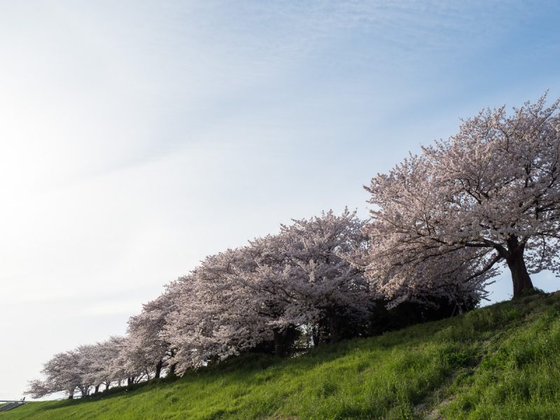 青空と桜並木