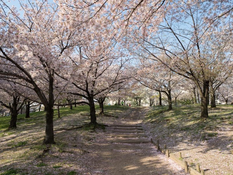 桜之宮公園の桜