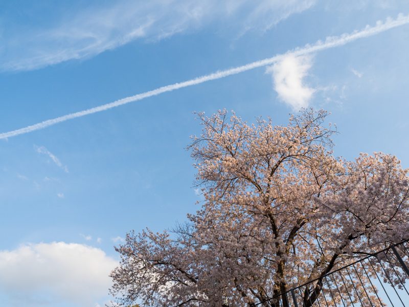 青空と桜と飛行機雲