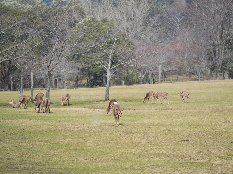 雪の舞う奈良公園で芝を食む鹿