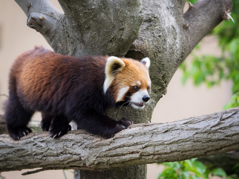 木の上を歩くシセンレッサーパンダ