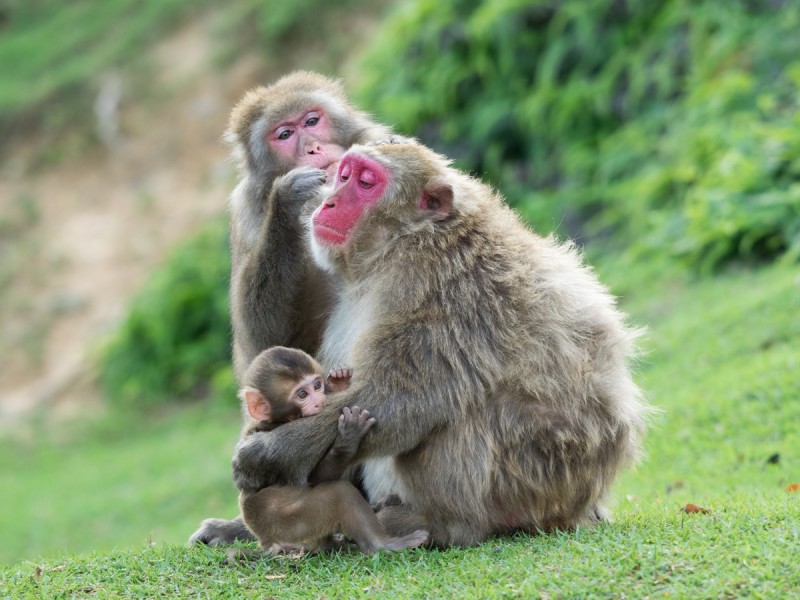 お猿の家族