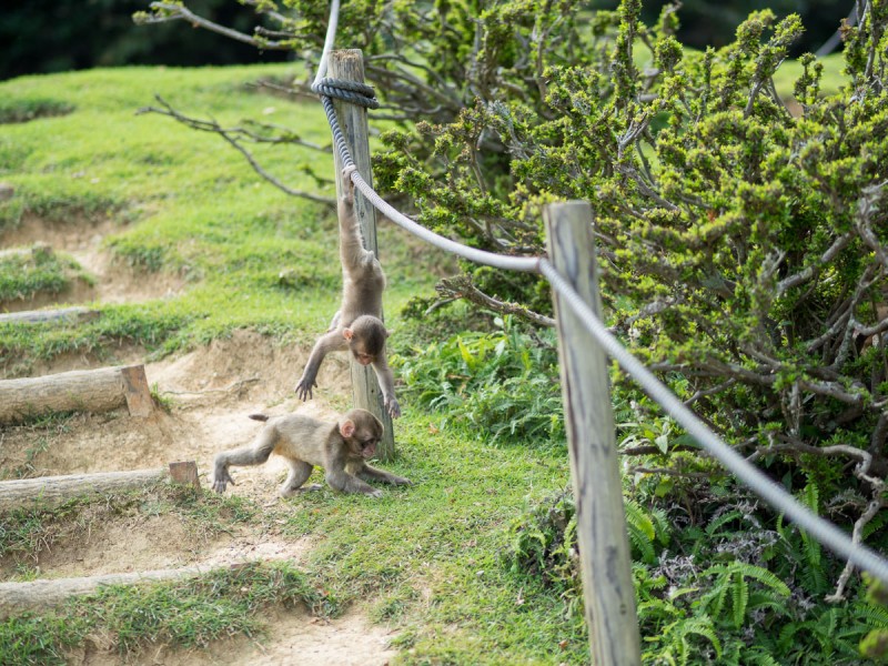 ロープで遊んでいる2頭の子猿