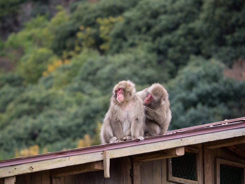 屋根の上で毛繕いする2頭のお猿