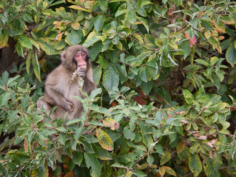 木に登って葉っぱをかじるお猿