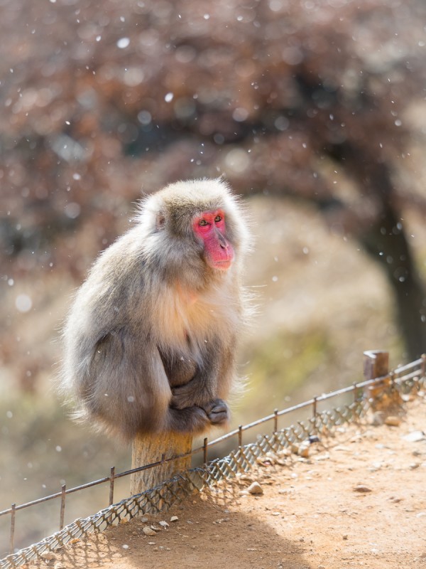 嵐山モンキーパークのお猿
