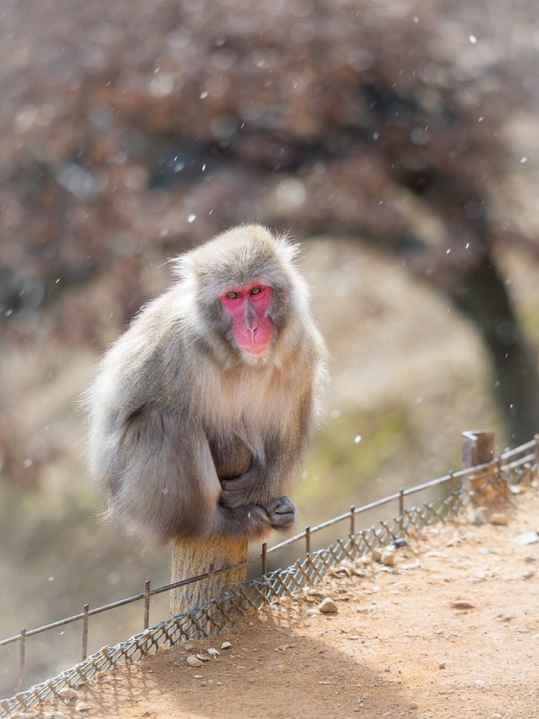 雪舞う嵐山モンキーパークで寒そうに座っているお猿