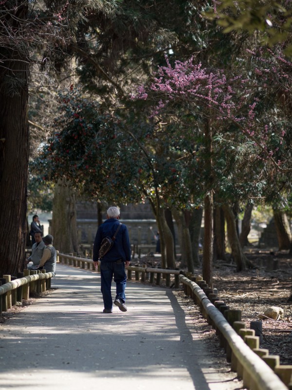 奈良公園を歩く男性