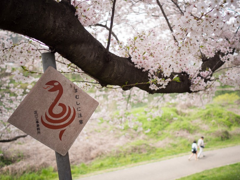 背割提の桜とまむし注意の看板
