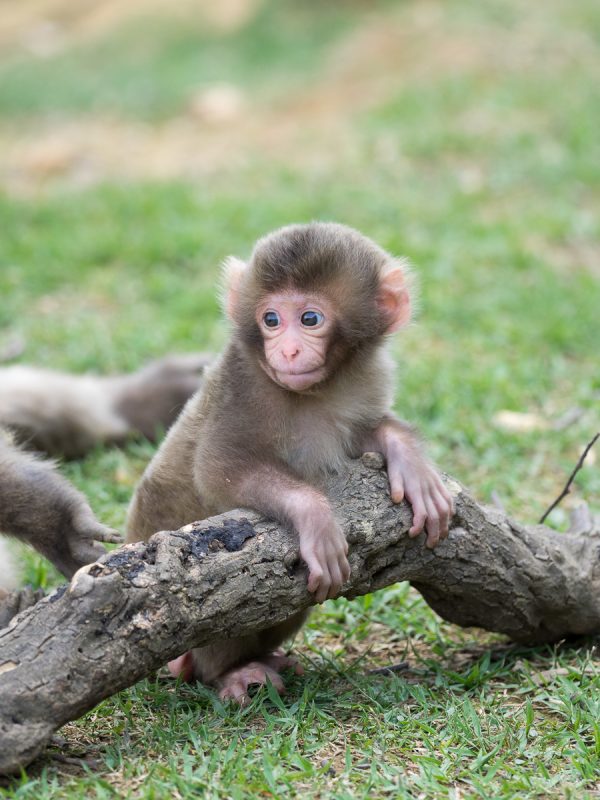 お猿の赤ちゃん