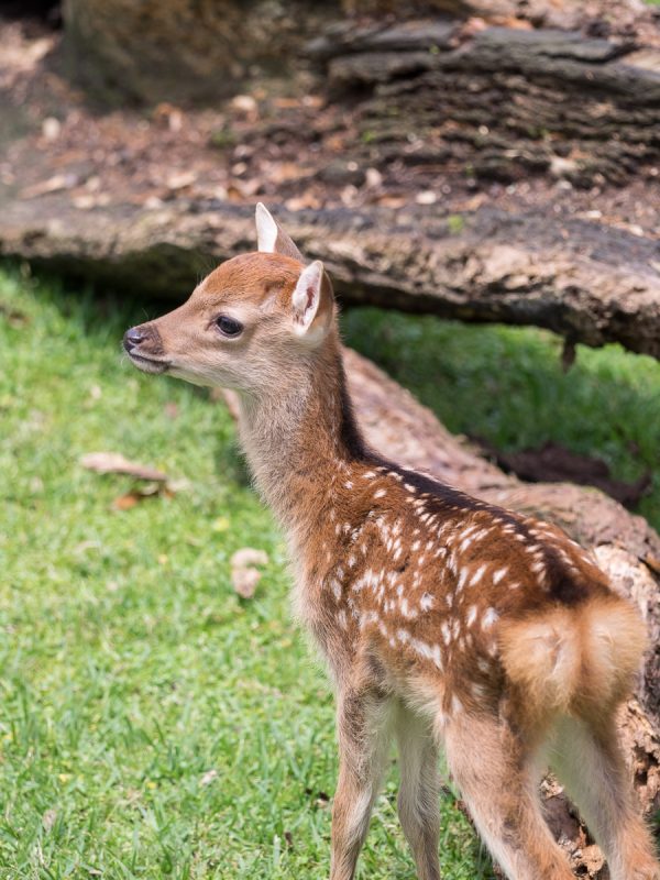 鹿の赤ちゃん