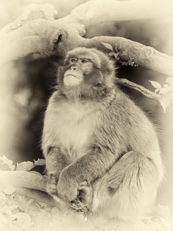 木の上で佇むお猿