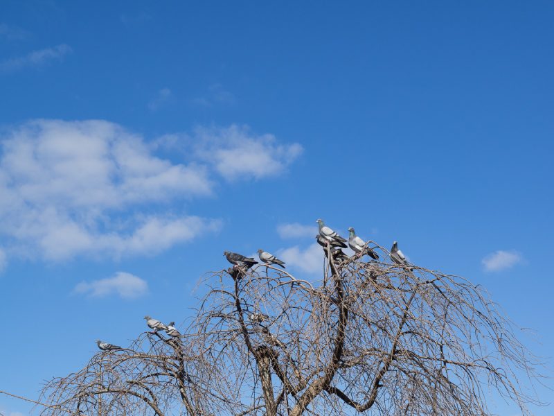 木に止まる鳩
