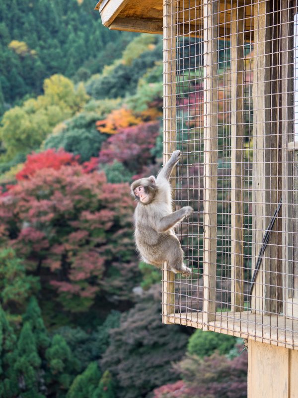 嵐山モンキーパークの子猿