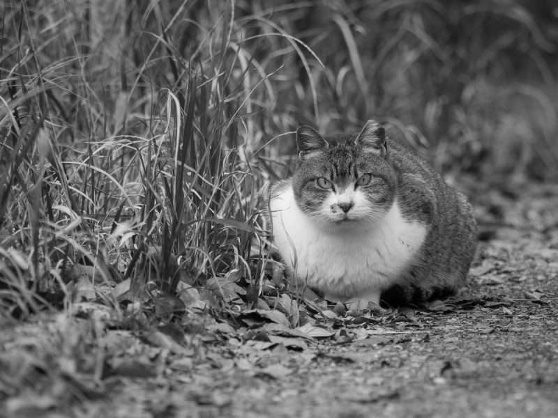大阪城公園の野良猫