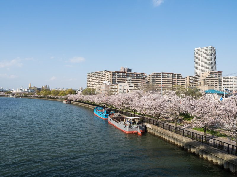 大川と桜並木