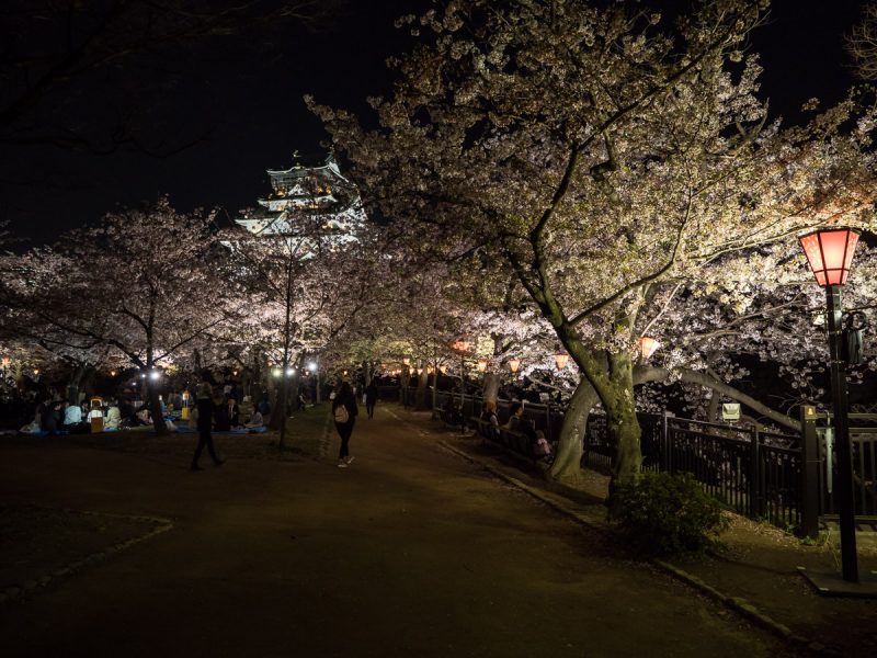大阪城西の丸庭園の夜桜