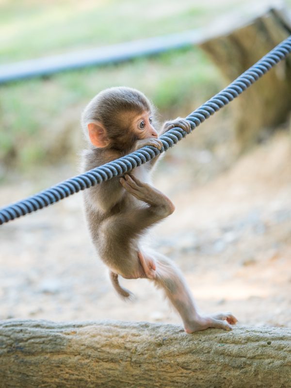 ロープで遊ぶお猿の赤ちゃん