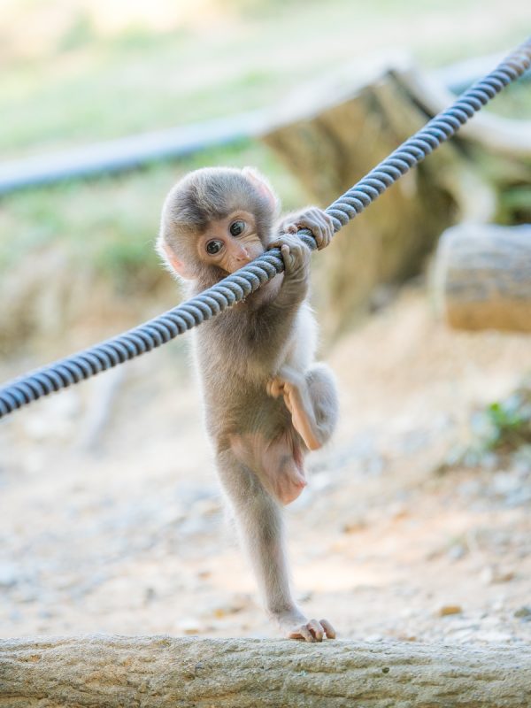 ロープで遊ぶお猿の赤ちゃん