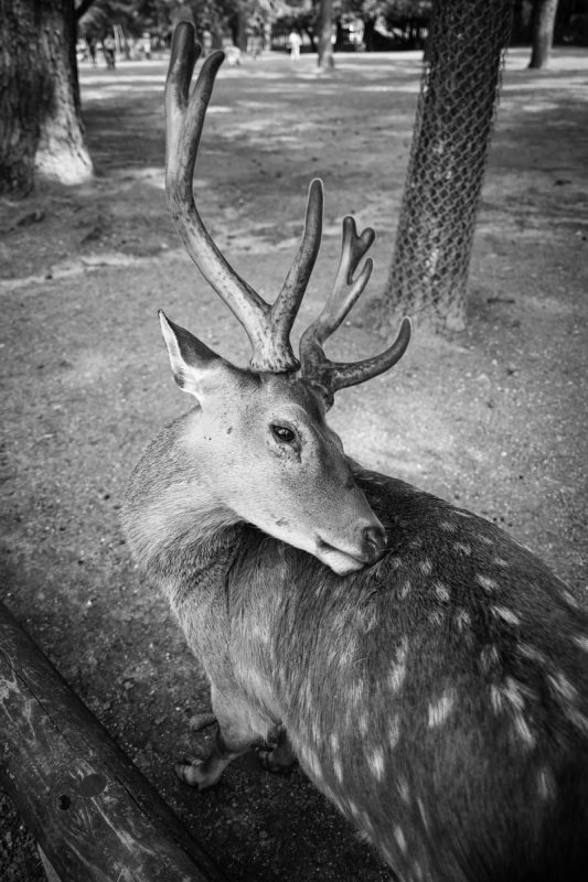 奈良公園の角の伸びた雄鹿