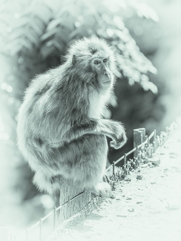嵐山モンキーパークのお猿