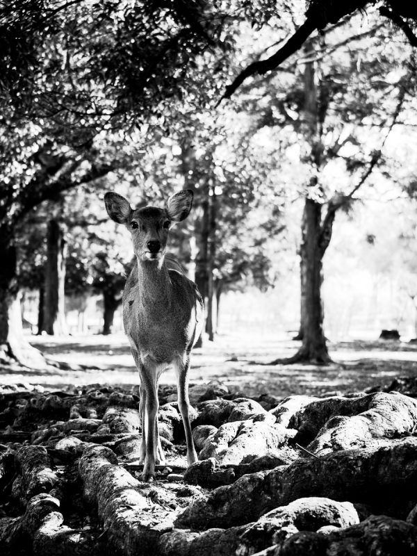 奈良公園の雌鹿