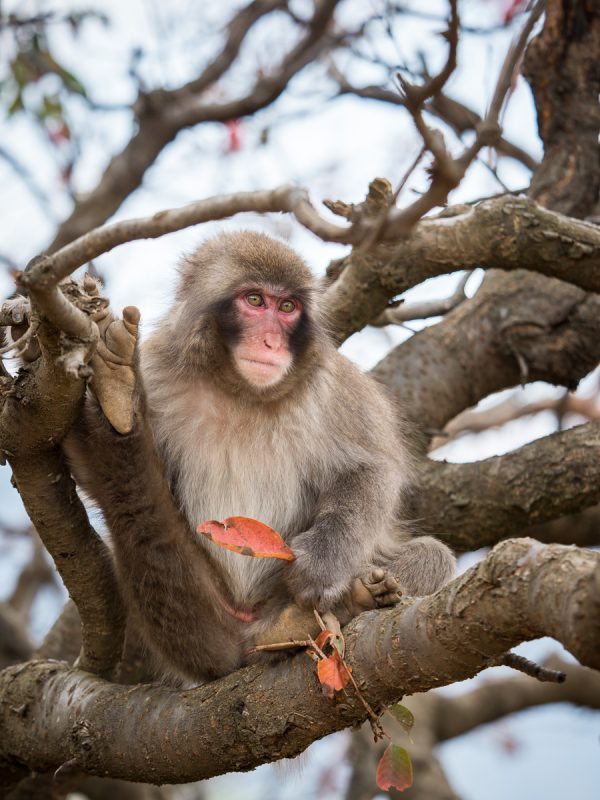 木の上で葉っぱを手に持ったお猿