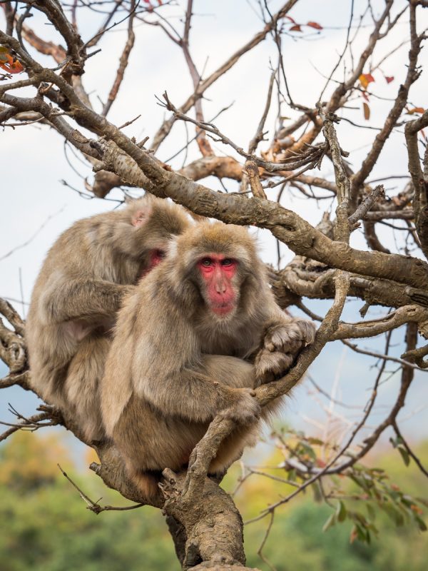 木の上で毛繕い中の2頭のお猿