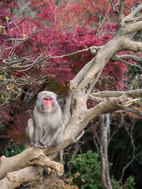 紅葉バックに木の上でくつろぐお猿