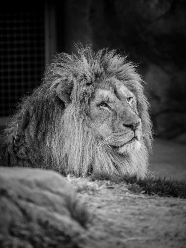 天王寺動物園のライオン